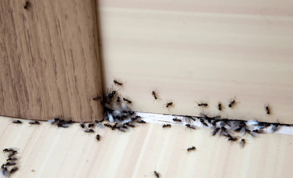 A group of black ants invading a wooden floor.