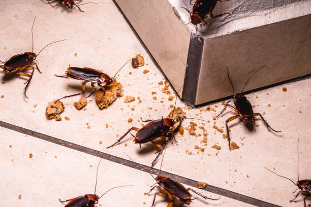 Philadelphia Roach Exterminators