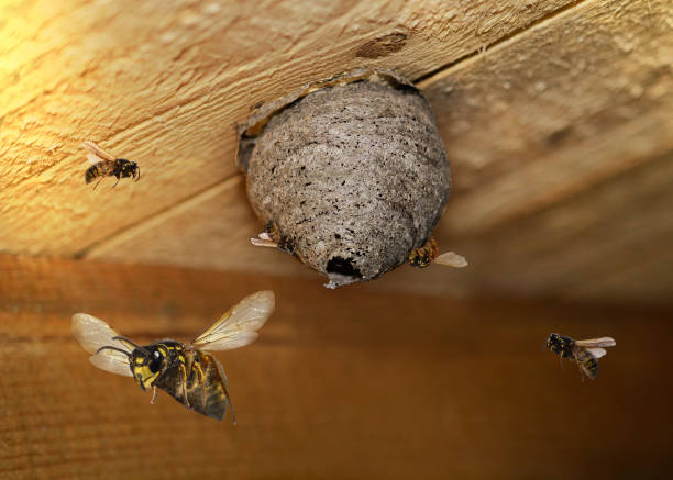 Philadelphia Wasp Nest Removal