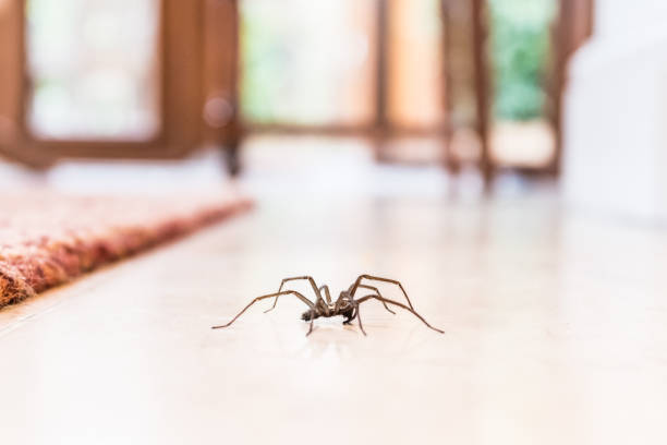 Philadelphia Spider Exterminators