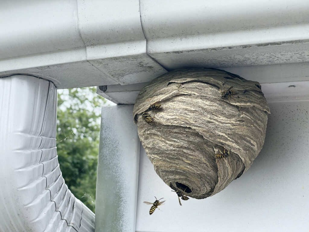 A wasp nest on the side of a house.