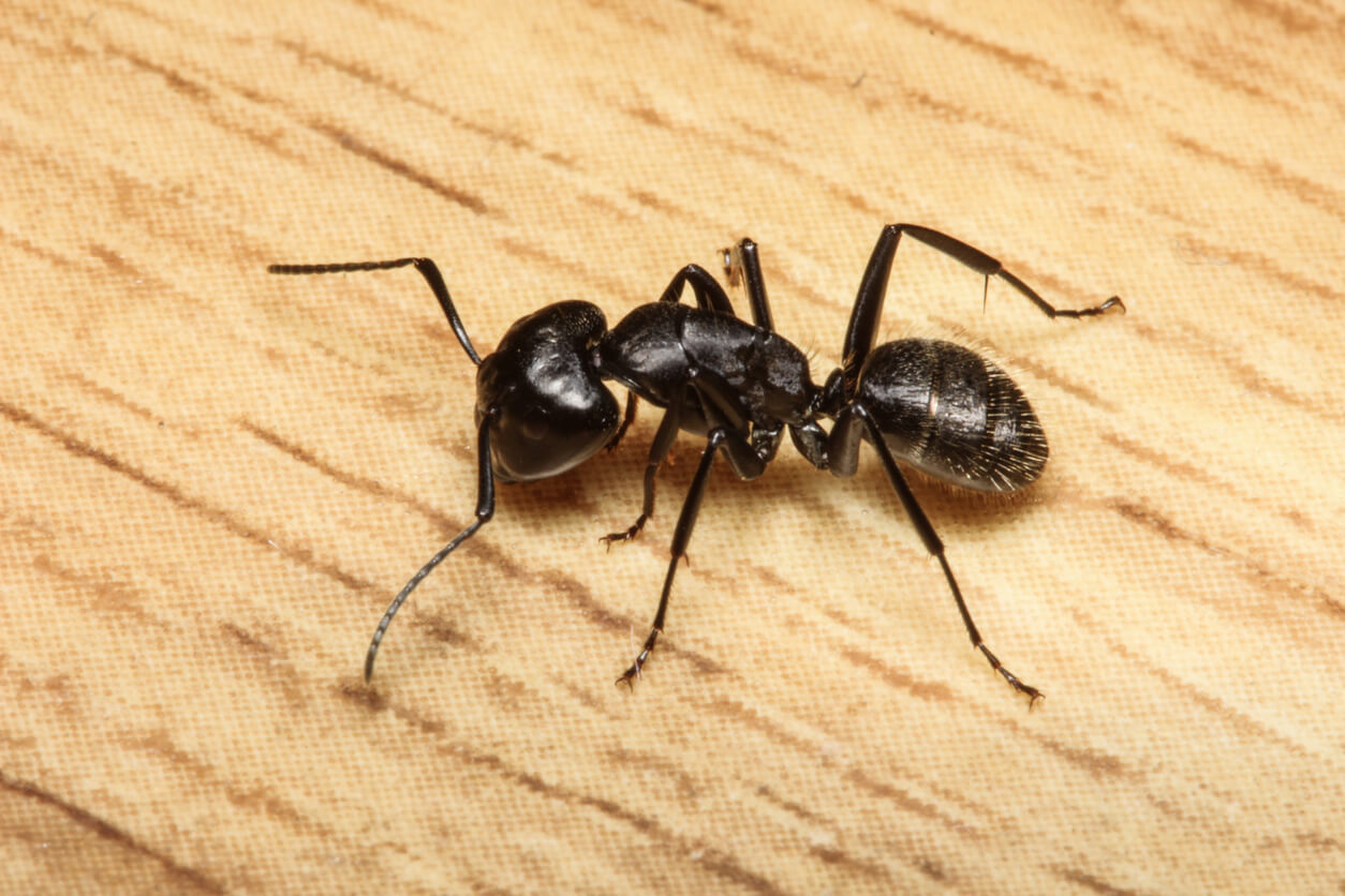 Philadelphia Ant Exterminators near me