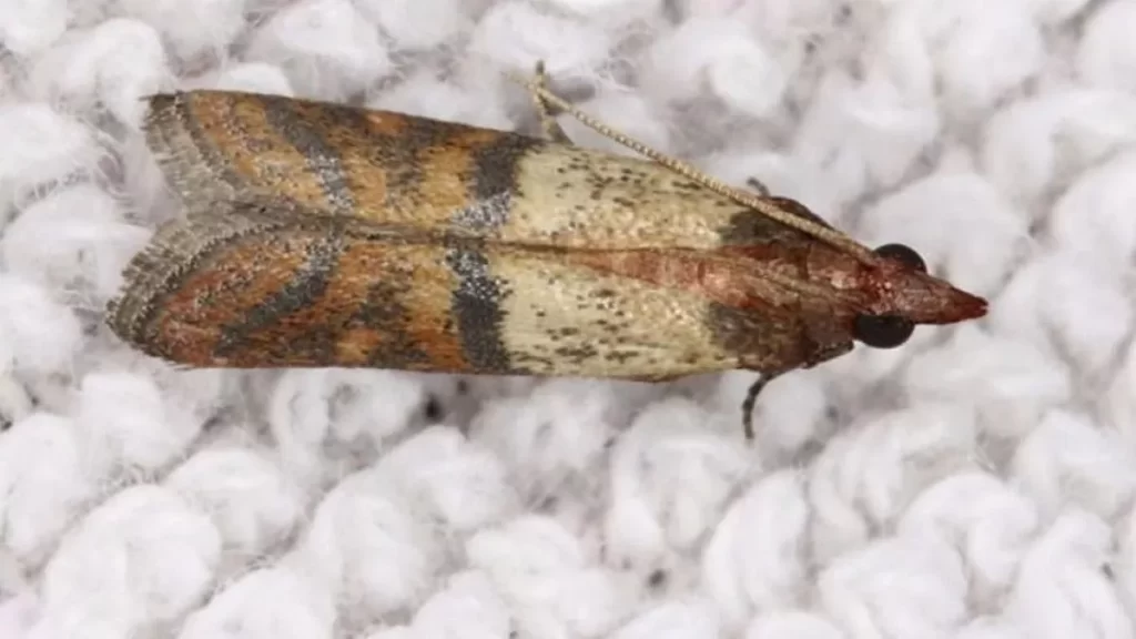Philadelphia Moth Exterminator