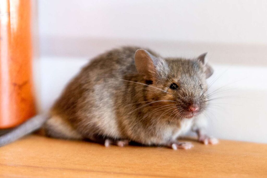 Philadelphia Mouse Exterminator