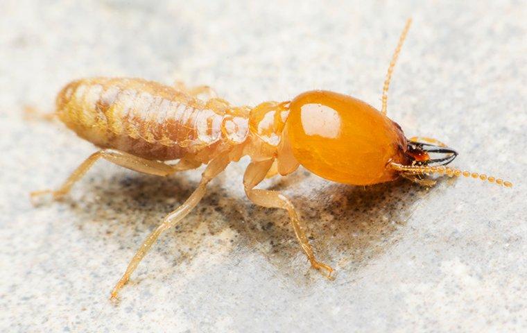Philadelphia Termite Exterminator