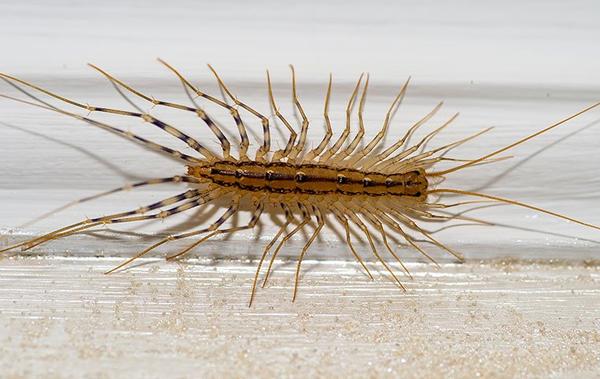 Philadelphia Centipede Exterminators for home